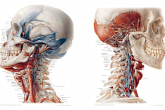 draw detailed medical illustrations