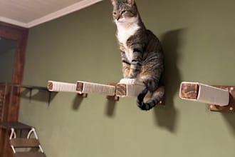 design a custom cat wall playground for your home
