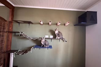 design a custom cat wall playground for your home