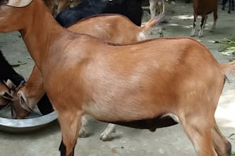 provide low cost goat farming consultation and setup guide