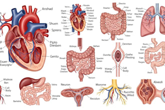 draw medical illustrations and diagrams