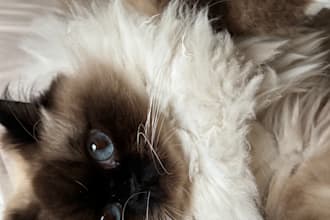 make authentic pet and lifestyle ugc videos