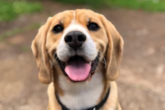 be your expert dog and pet article writer or blog post writer