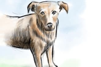 draw custom pet portraits and animal illustrations