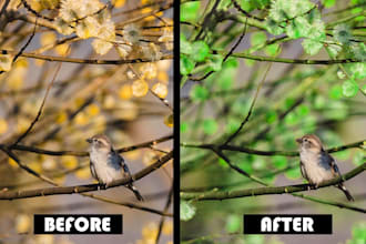 do professional color correction and color grading for your photos