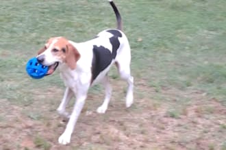create authentic  pet ugc videos for your brand