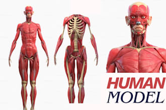 create realistic 3d human anatomy models for medical education and healthcare