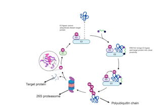 professional editing for genetics research manuscripts