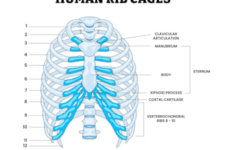 create medical illustration, anatomy diagram and healthcare infographic
