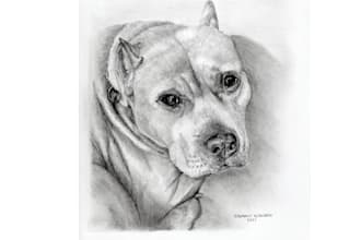 draw realistic pencil sketch, portrait pet, portrait hand drawn art, sketch note