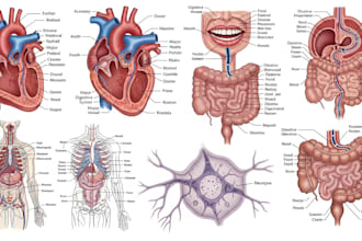 draw detailed medical illustrations