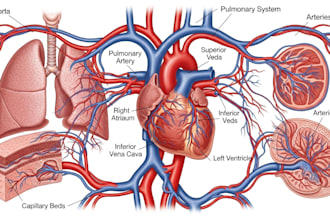 draw your medical or scientific illustration