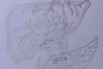 draw professional biology and science diagram