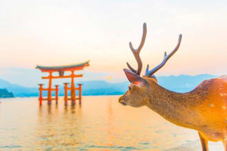 be your guide to rural japan travel, festivals and culture experiences