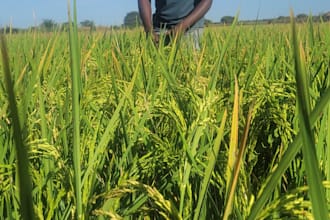 be your agribusiness consultant and farming advisor