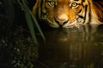 professionally edit your wildlife photos in adobe lightroom