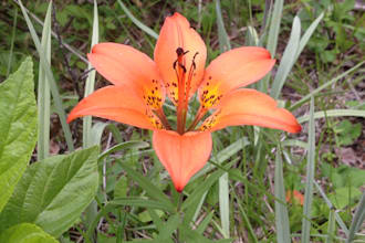 provide real nature photographs