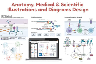 create professional anatomy illustrations for education books