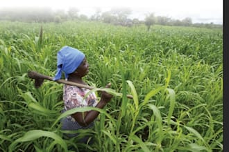 do mining and agricultural consultancy