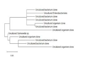 do ncbi blast and phylogenetic tree analysis using mega