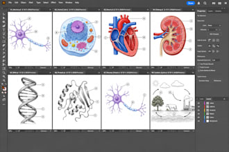create medical diagrams and scientific illustrations