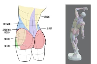 design medical illustration, anatomy drawing and scientific drawing