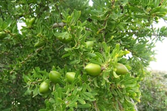 optimize argan cactus grape growing and irrigation plans