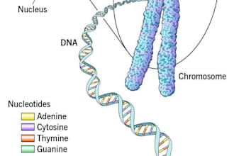 teach you biochemistry, biology, genetics, cell biology