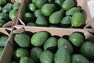 source premium avocados, macadamia nuts, and flowers from kenya