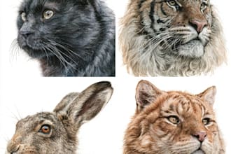 illustrate animals with watercolour