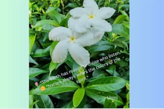 create beautiful quote posts using canva and photography