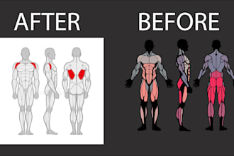 create custom muscle anatomy and fitness illustrations