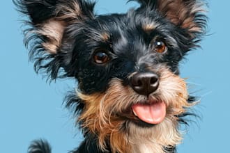 make a pet caricature portrait