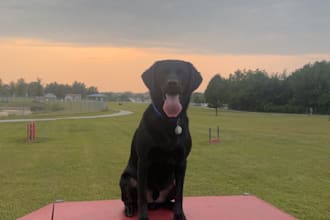 create authentic dog content for your pet brand