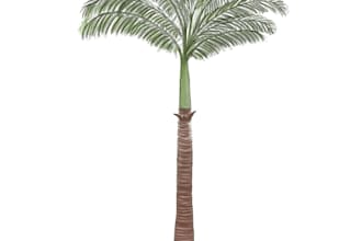 illustrate a fruit, plant or flower