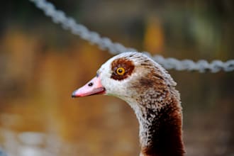 take pictures of animals or cars and more