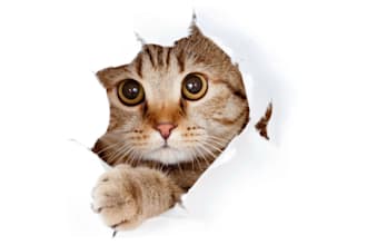 do dedicated and creative SEO copywriter with 3 years of ecperience