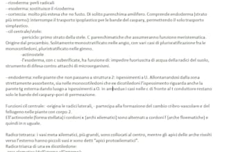 fare trascrizione e sbobinature di file audio in italiano