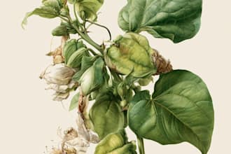 draw line art illustration botanical and flower beautifully