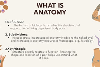 design professional canva presentations worksheets posters and study material