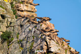 provide professional wildlife photography mentoring