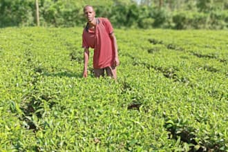 mortivate agriculturist and guide them well