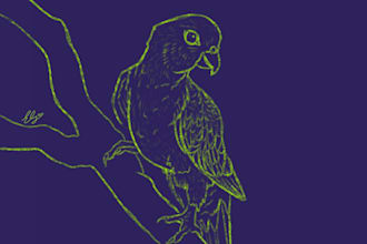 draw a bird of your choice