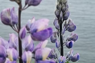 record a calm, soothing voice over in icelandic or english