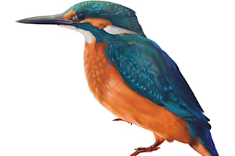 do scientific spot illustration