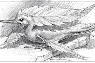 draw pencil sketch illustrations