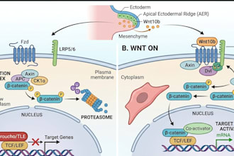 create professional biomedical illustrations and scientific diagrams