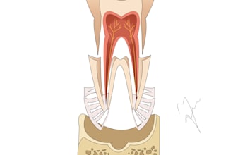 create editable dental tooth svg vector illustrations for software integration