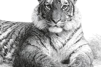 create pen and ink illustrations for books and merch