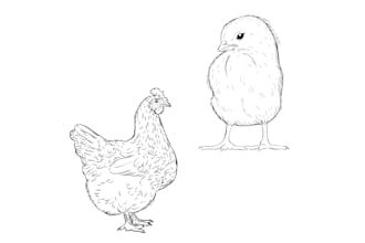 create custom vector line art from your photo